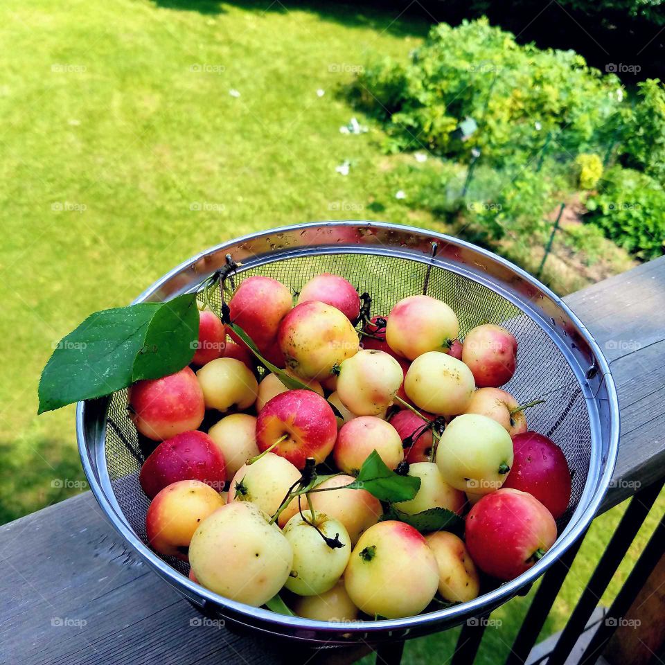 Fresh Fall Crabapples