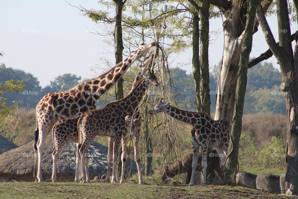 Giraffe at Wildlands, the Netherlands