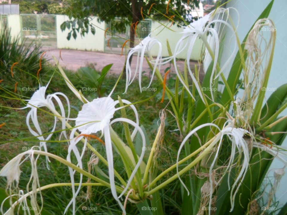 Flores Brancas