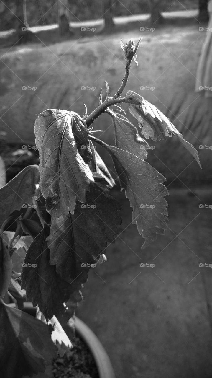 lazy leaves