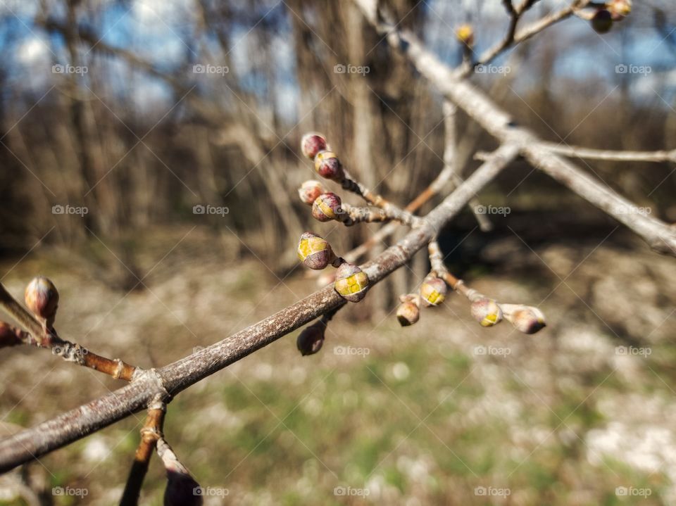 Medicinal dogwood blooms. Spring. Nature.