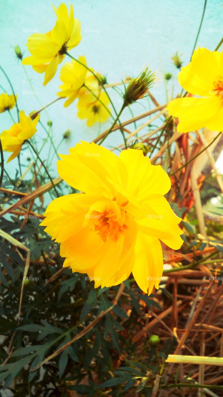 Beautiful Genda Flower