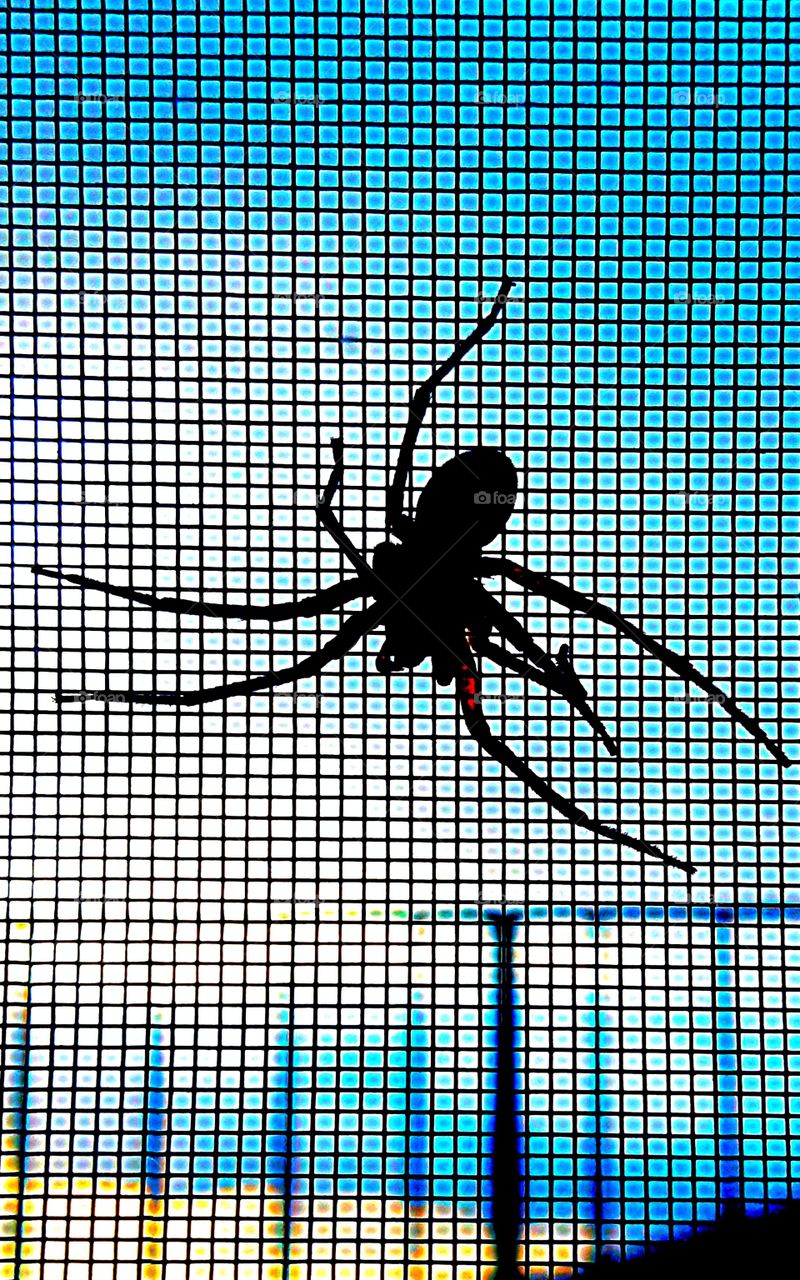 spider on the net