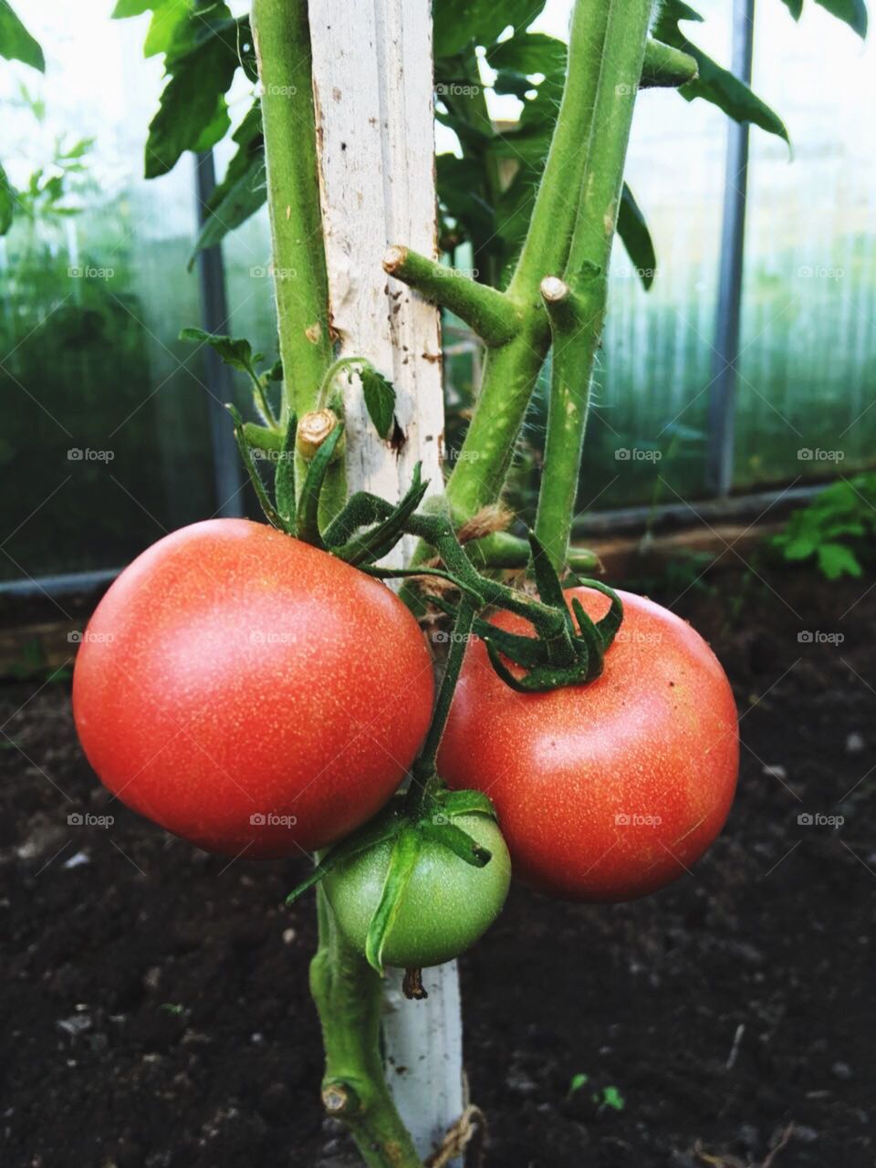 Healthy home-grown bio tomatoes 