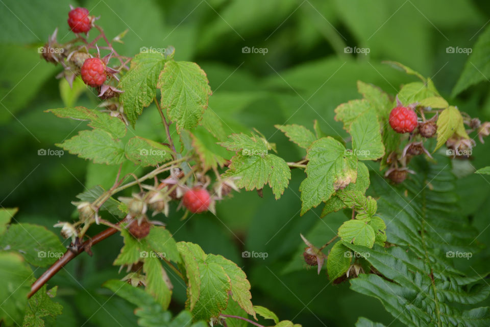 Raspberry plant. Fruit garden