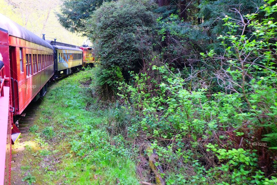 Riding on a Red vintage tourists train, passing through a jungle