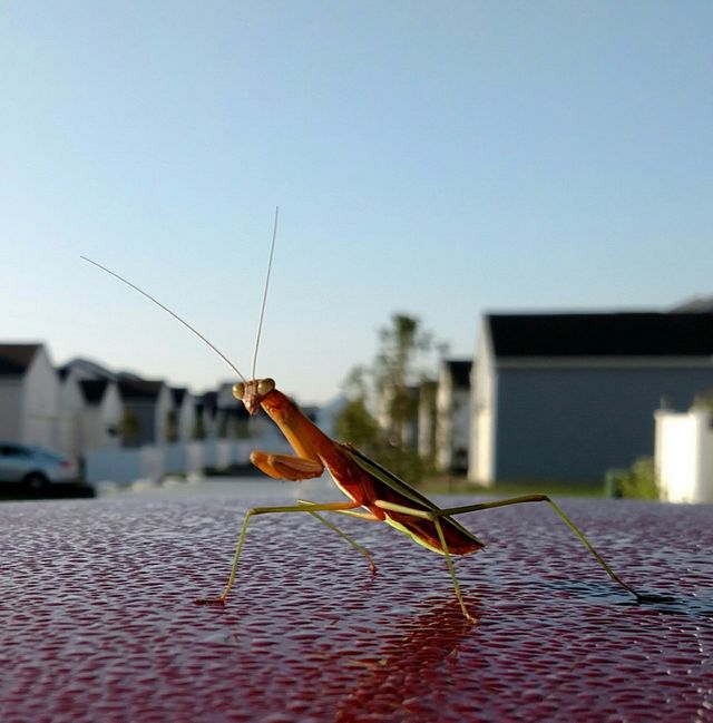 walking stick insect suburbs bugs antenna