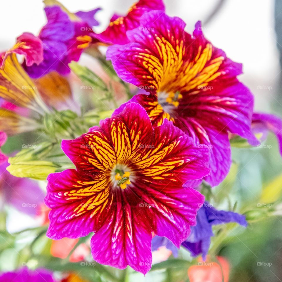 Vibrant flowers 