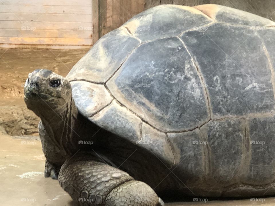 Tortoise looking