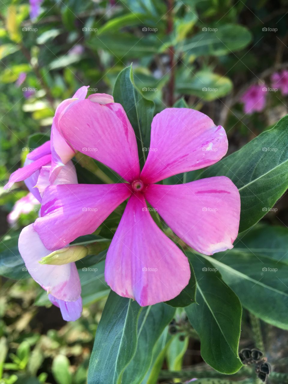 🌼#Flores do nosso #jardim, para alegrar e embelezar nosso dia!
#Jardinagem é nosso #hobby. 
🌹
#flor #flowers #flower #pétalas #garden #natureza #nature #flora 