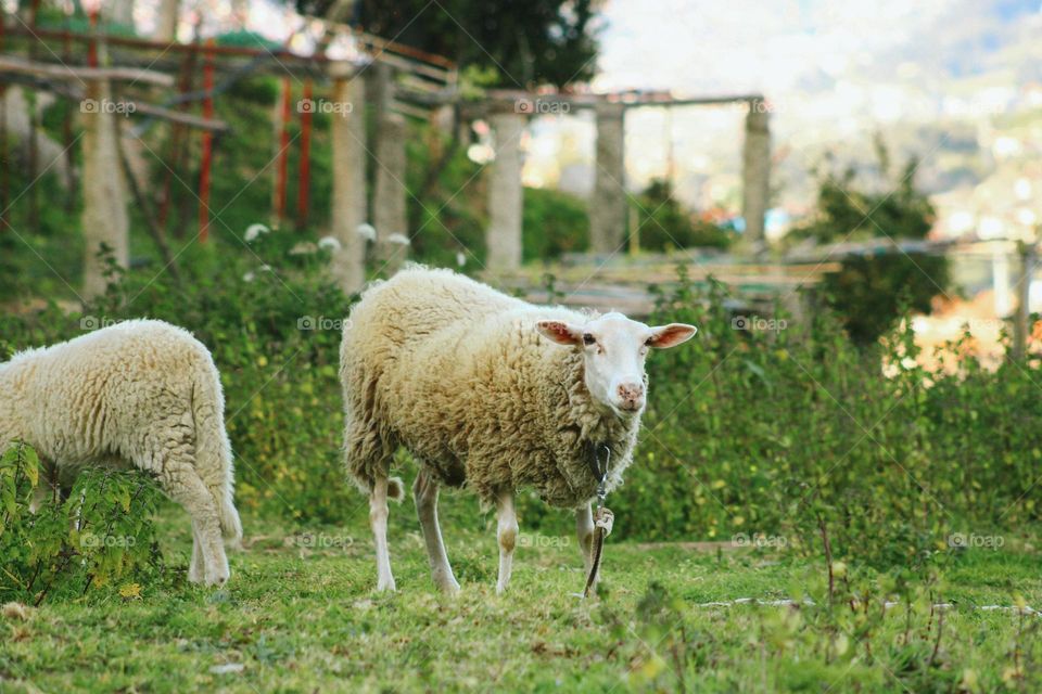 rural Spain