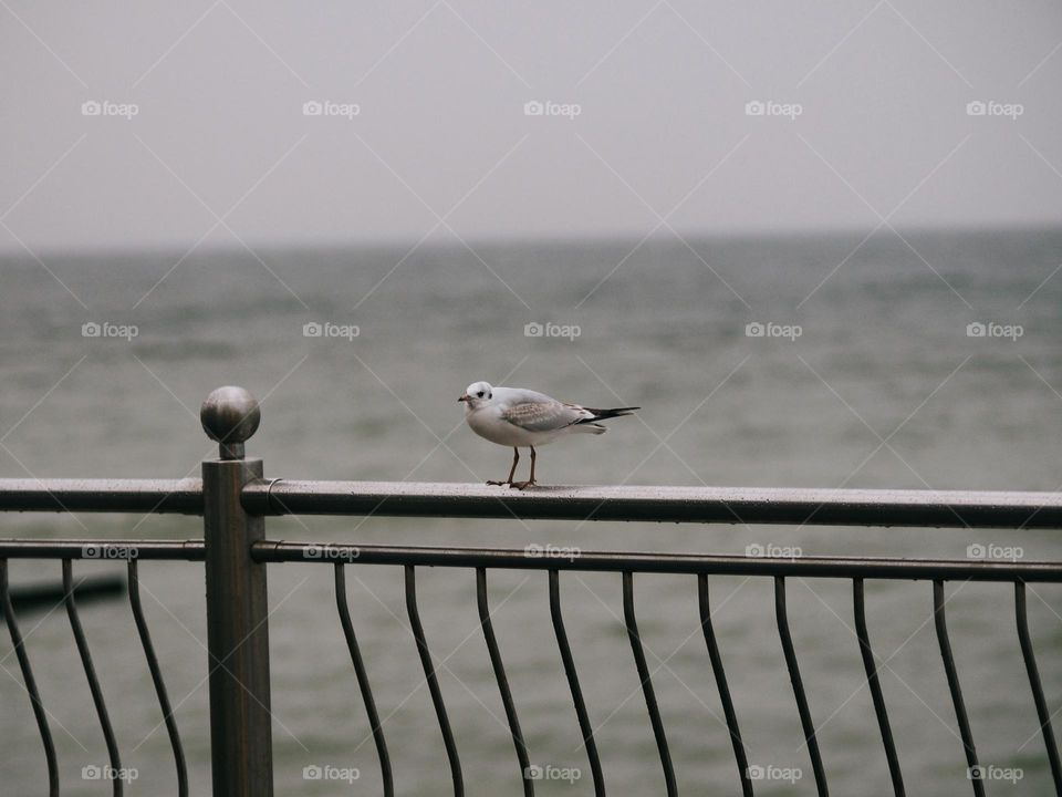 Lonely seagull in grey autumn day 