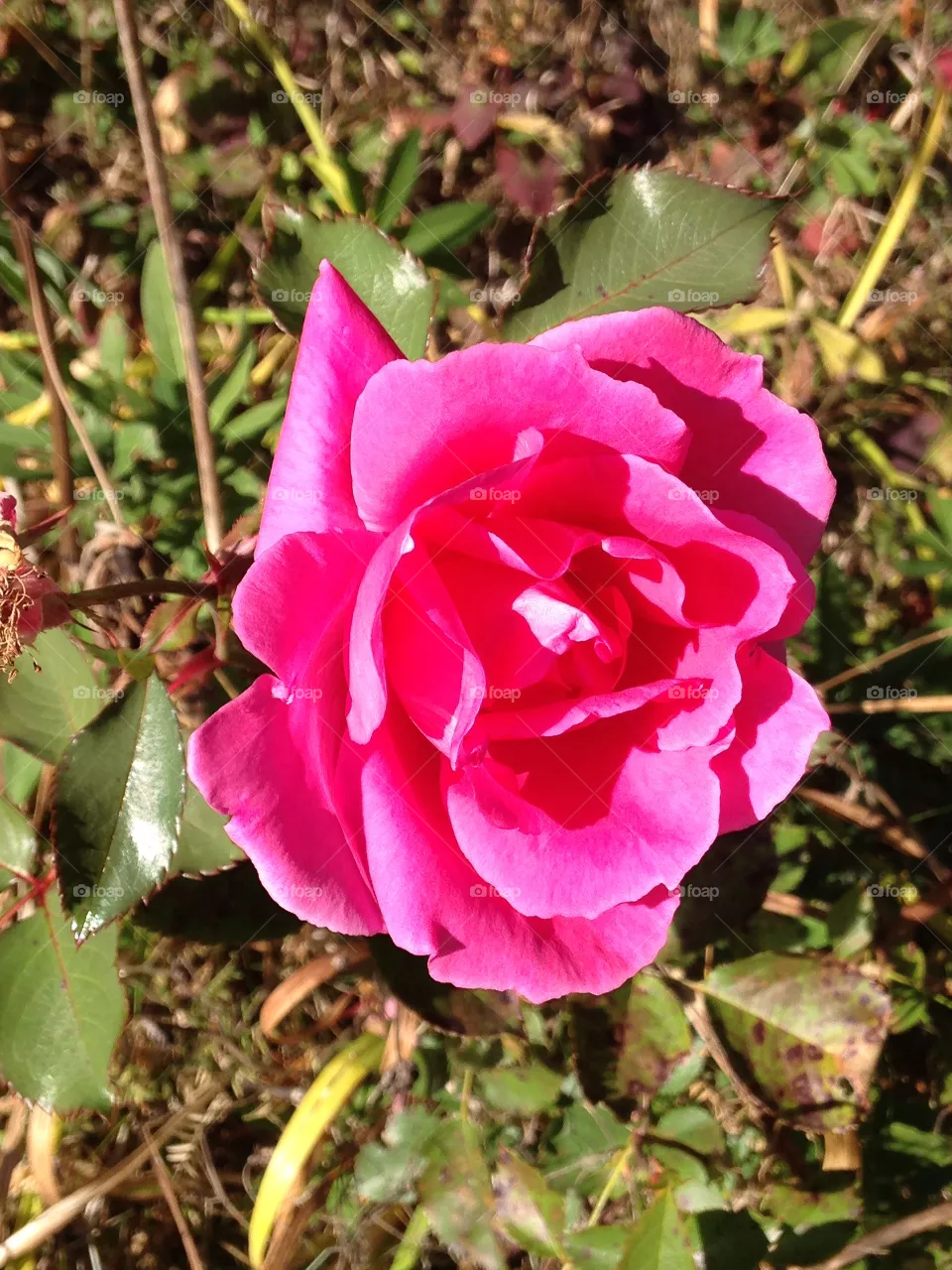 Wild rose