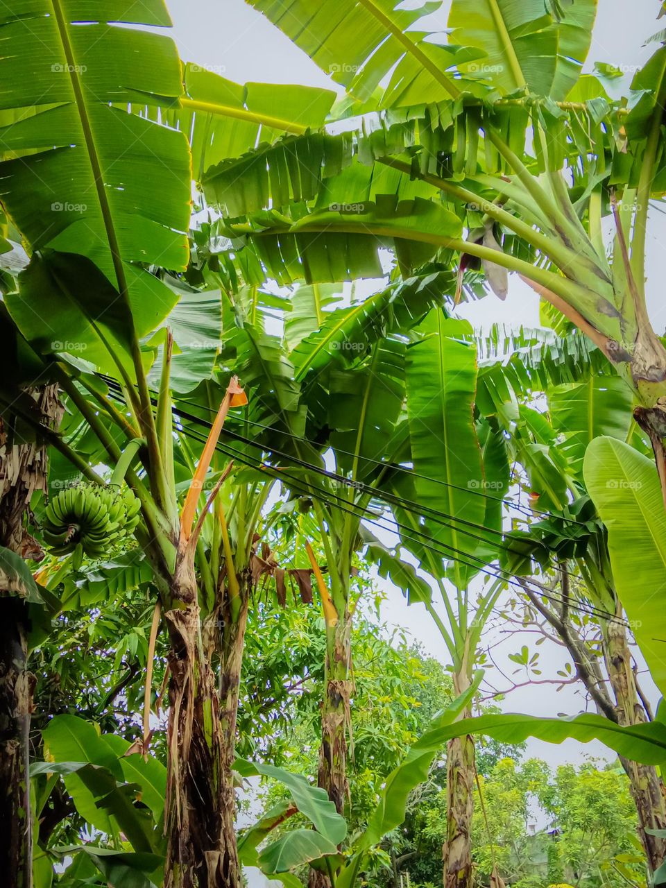 View of banana trees in Indonesia