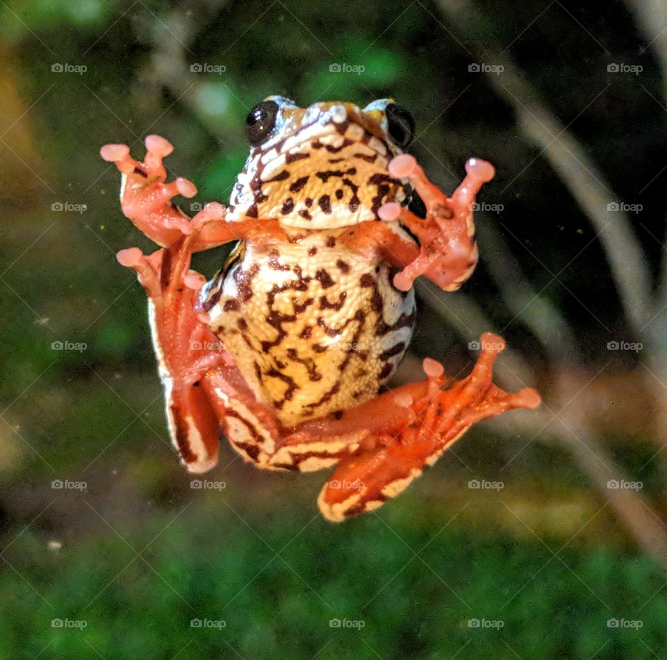 Frog, No Person, Amphibian, Wildlife, Nature