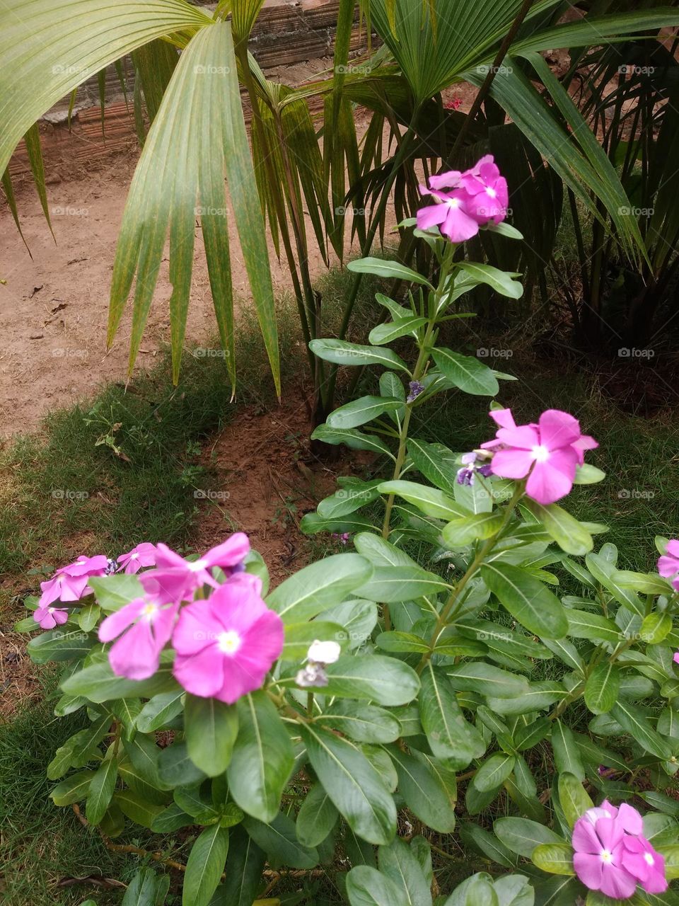 vinca flower