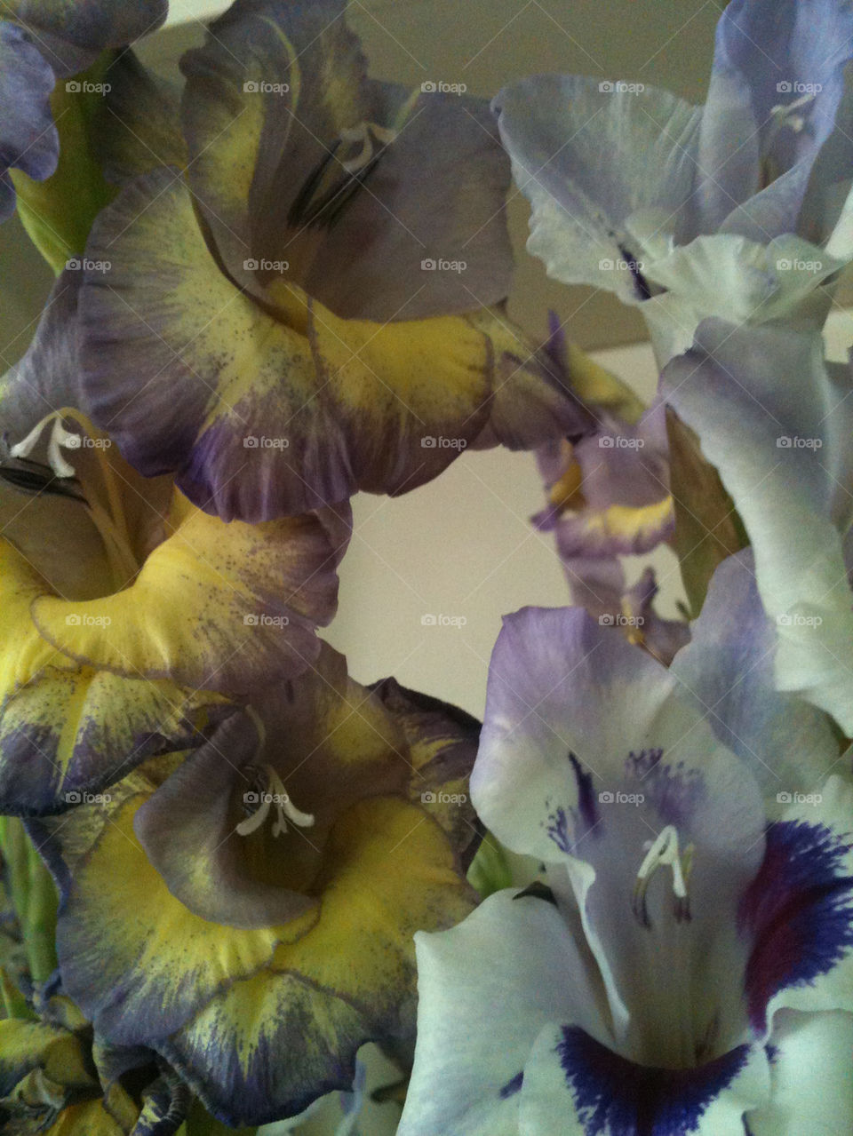 yellow flower purple gladiolas by rr27