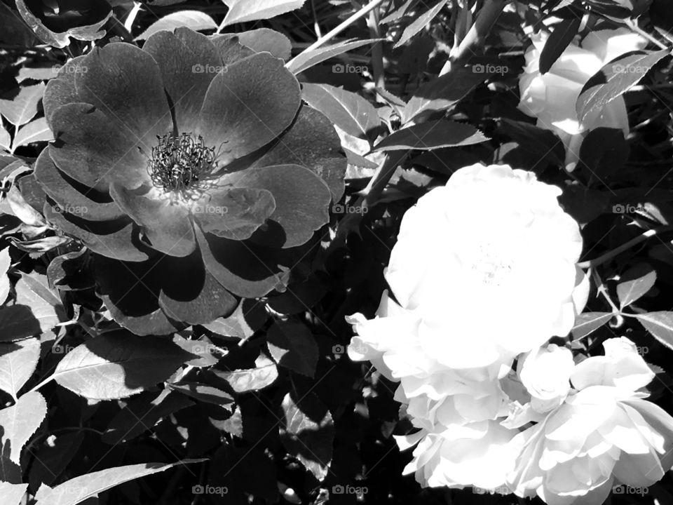 Roses in black & white 