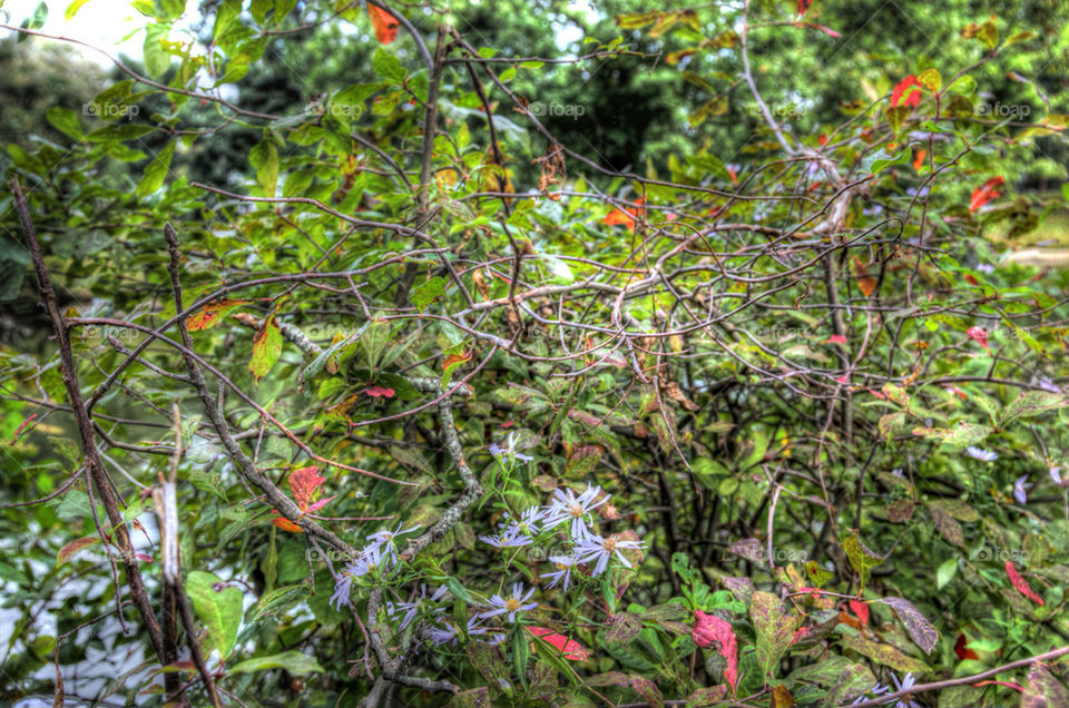 flowers nature leaves hdr by steve0213