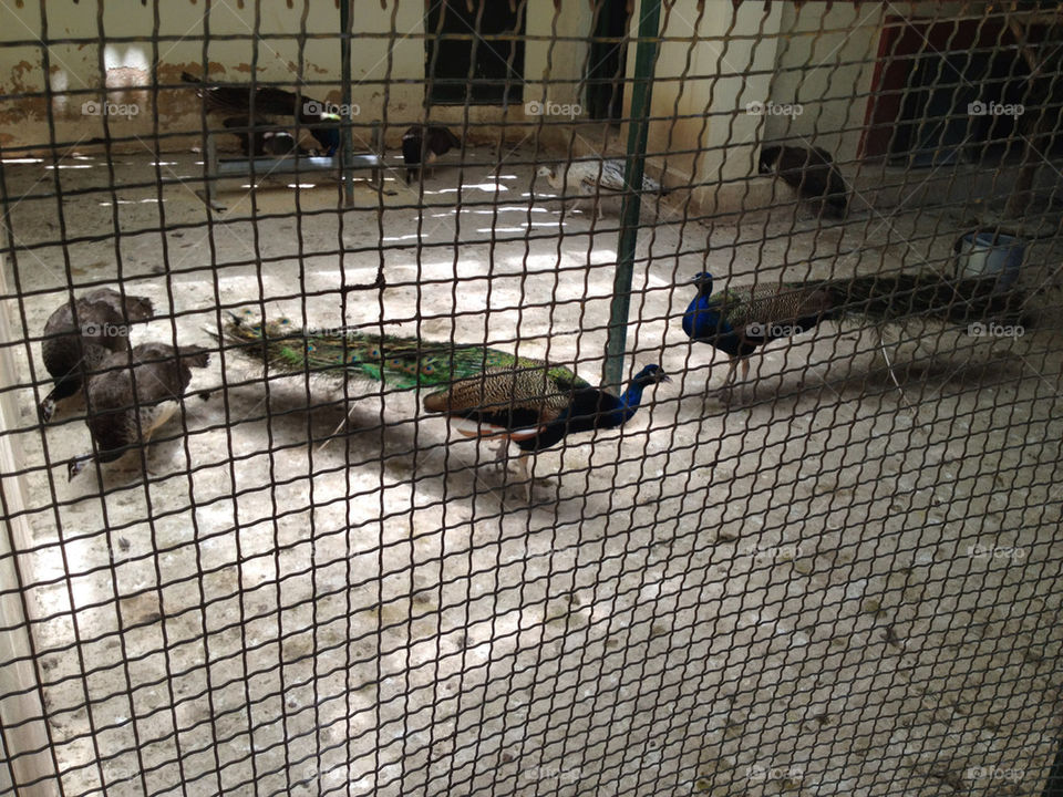 cage bird zoo peacock by a.bilbaisi