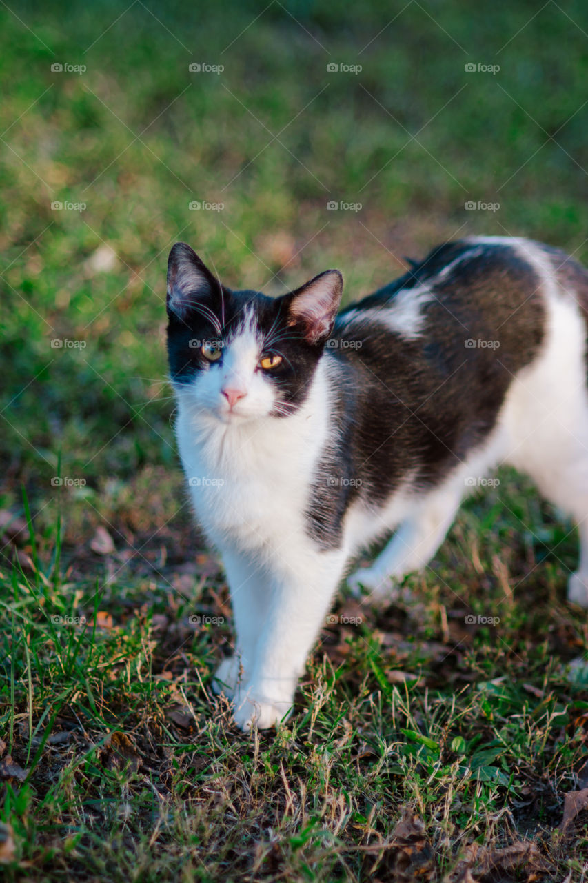 Black and White Short Hair Cat Posing Outside