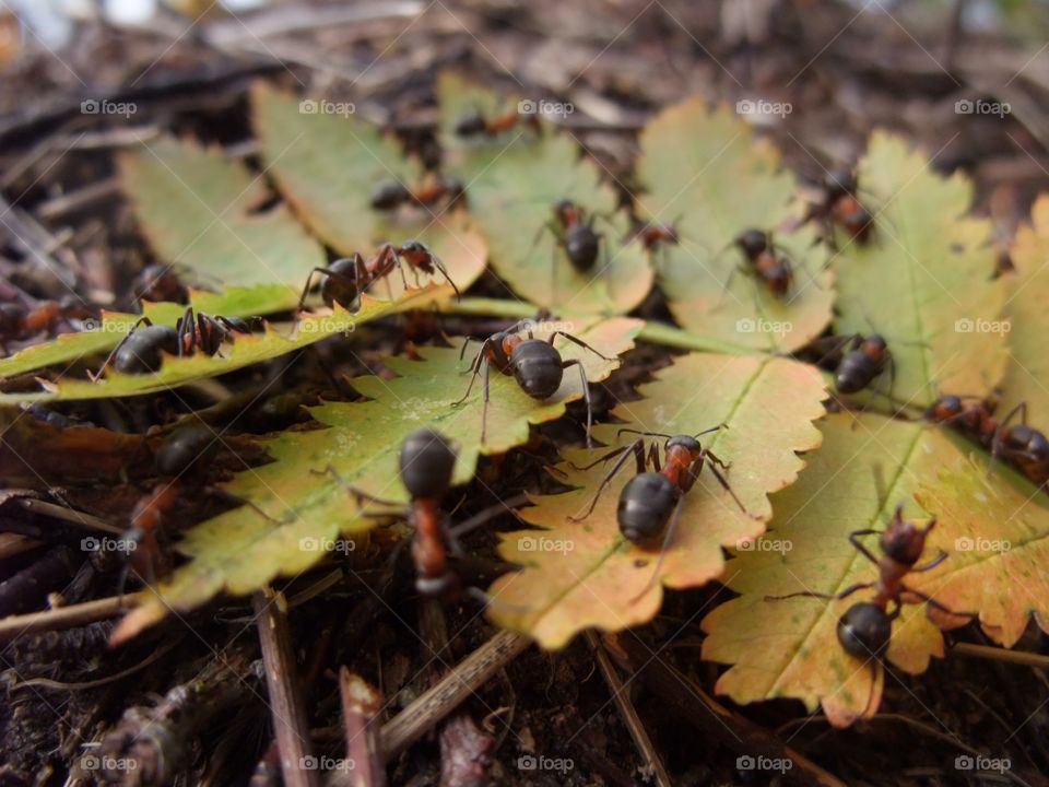 There is an ant hill close to my house.  The weather has been nice so the ants have been very busy and active. I noticed that many ants makes an interesting sound.