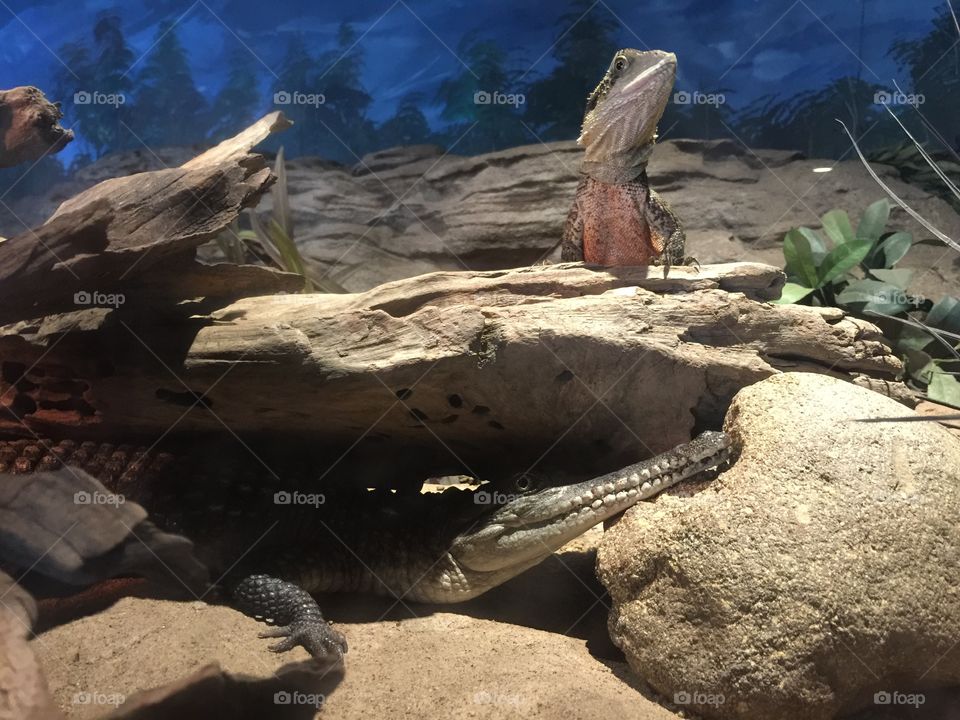 Lizard and alligator 