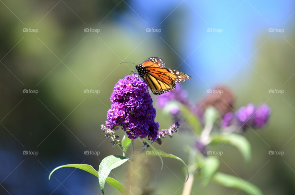 A Monarch Butterfly! 🌸