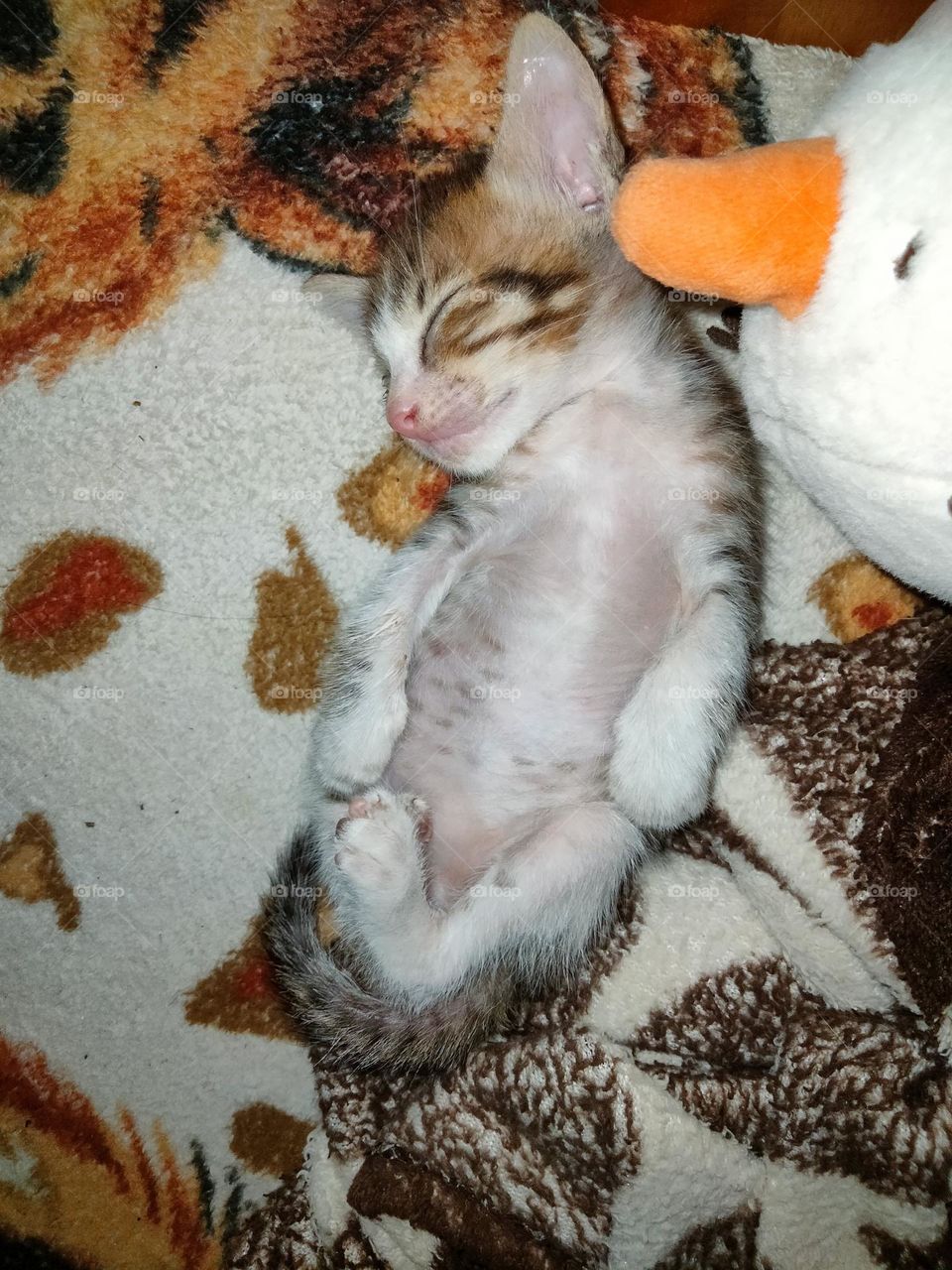My kitten is sleeping comfortably.