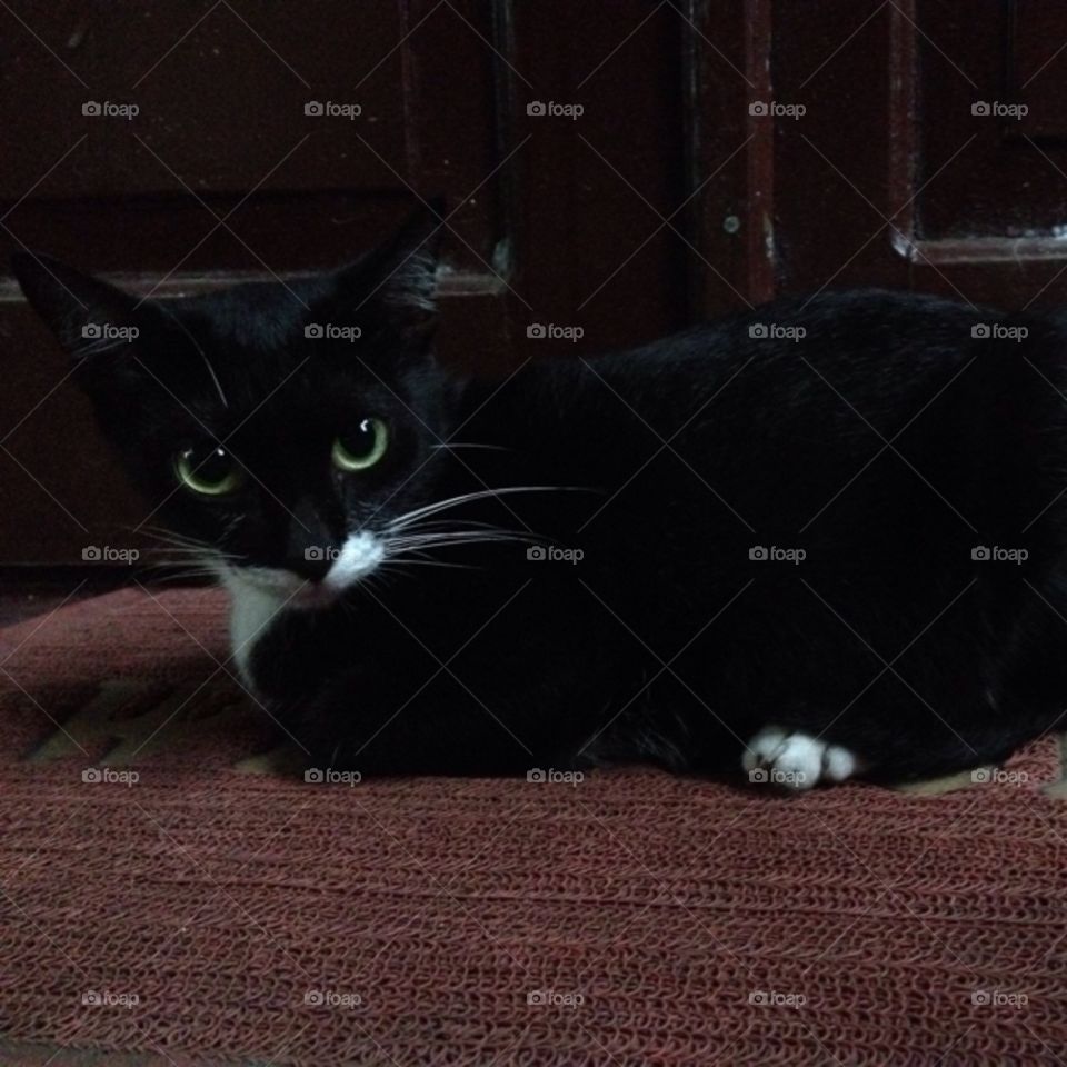 Black Cat. My black cat with wide eye