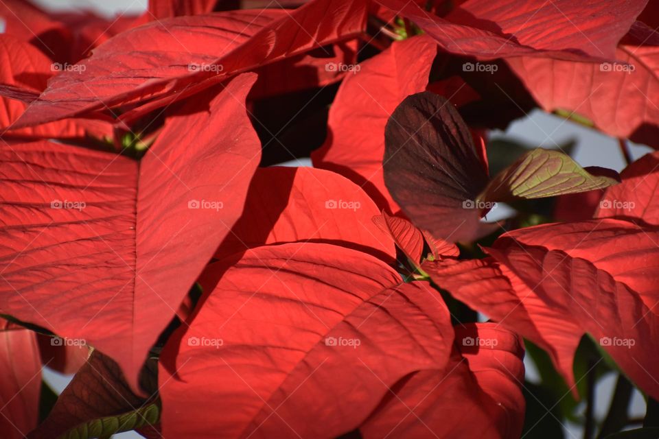 Close up of leaves plant