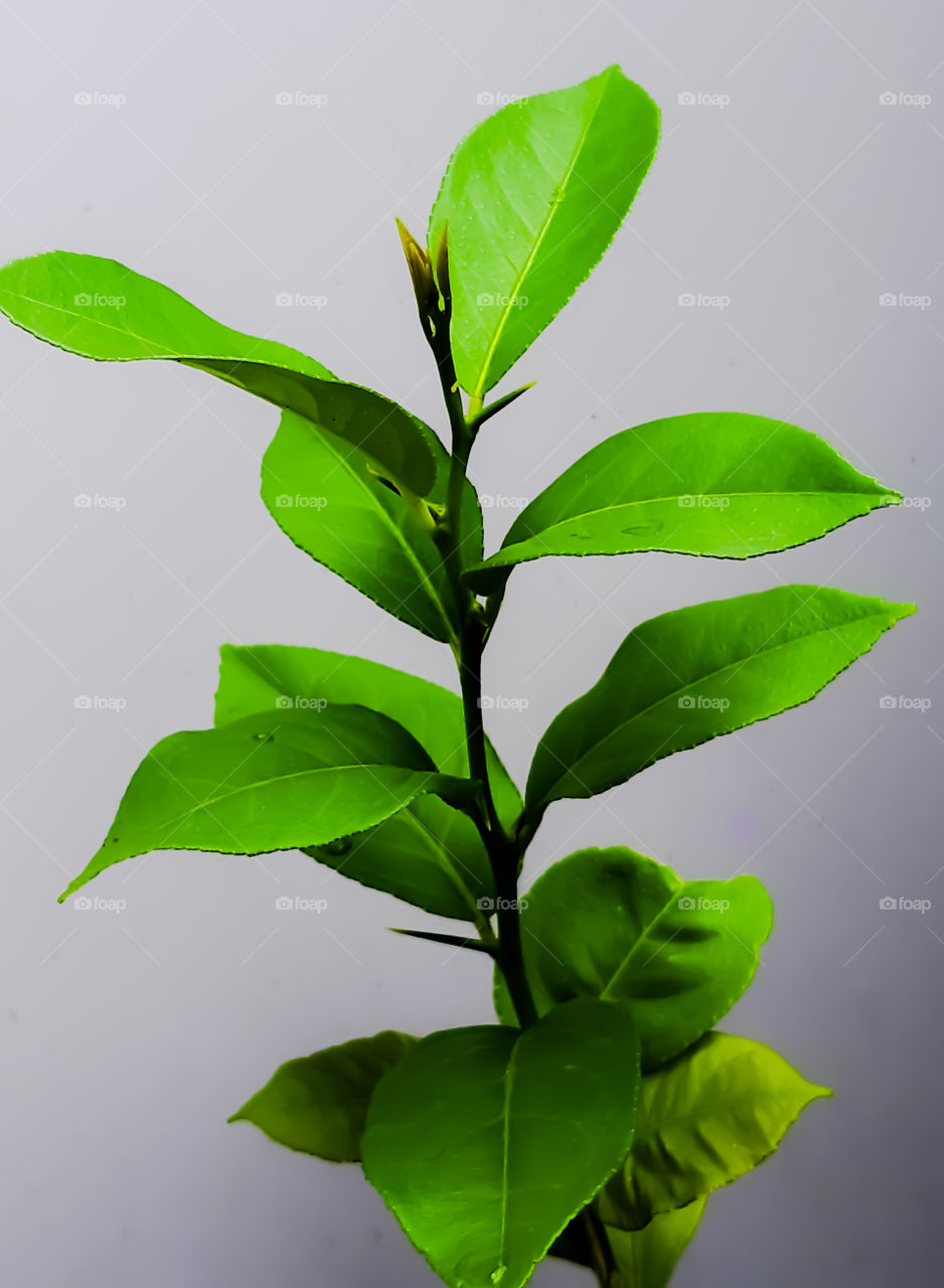 leaf