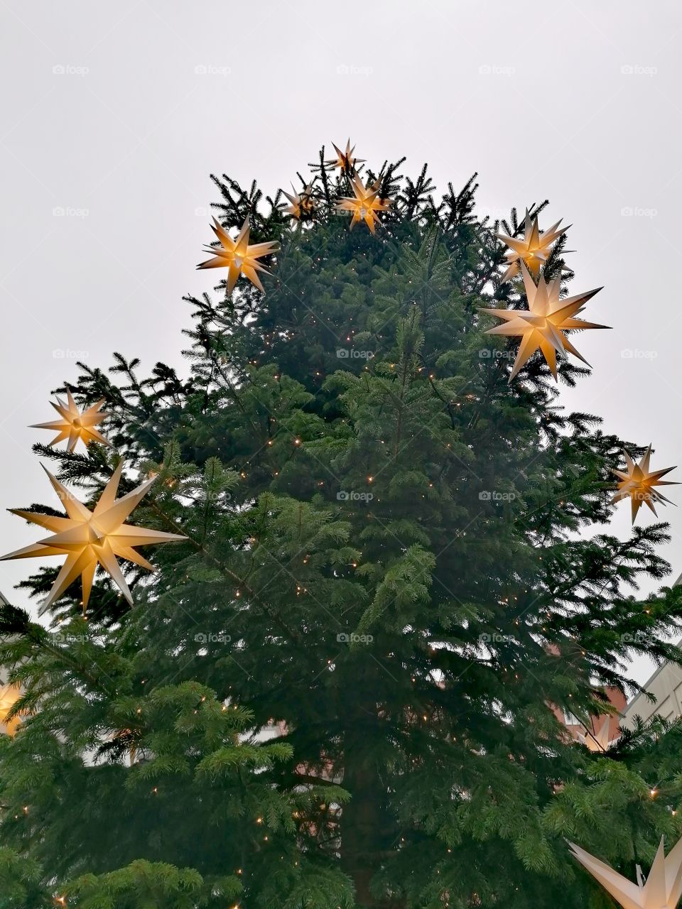 Stars with light on christmas tree