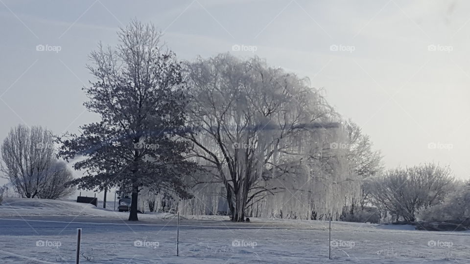 ice covered trees on farm