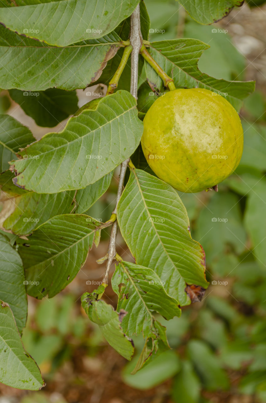 Isolated Guava On Branch With Leaves
