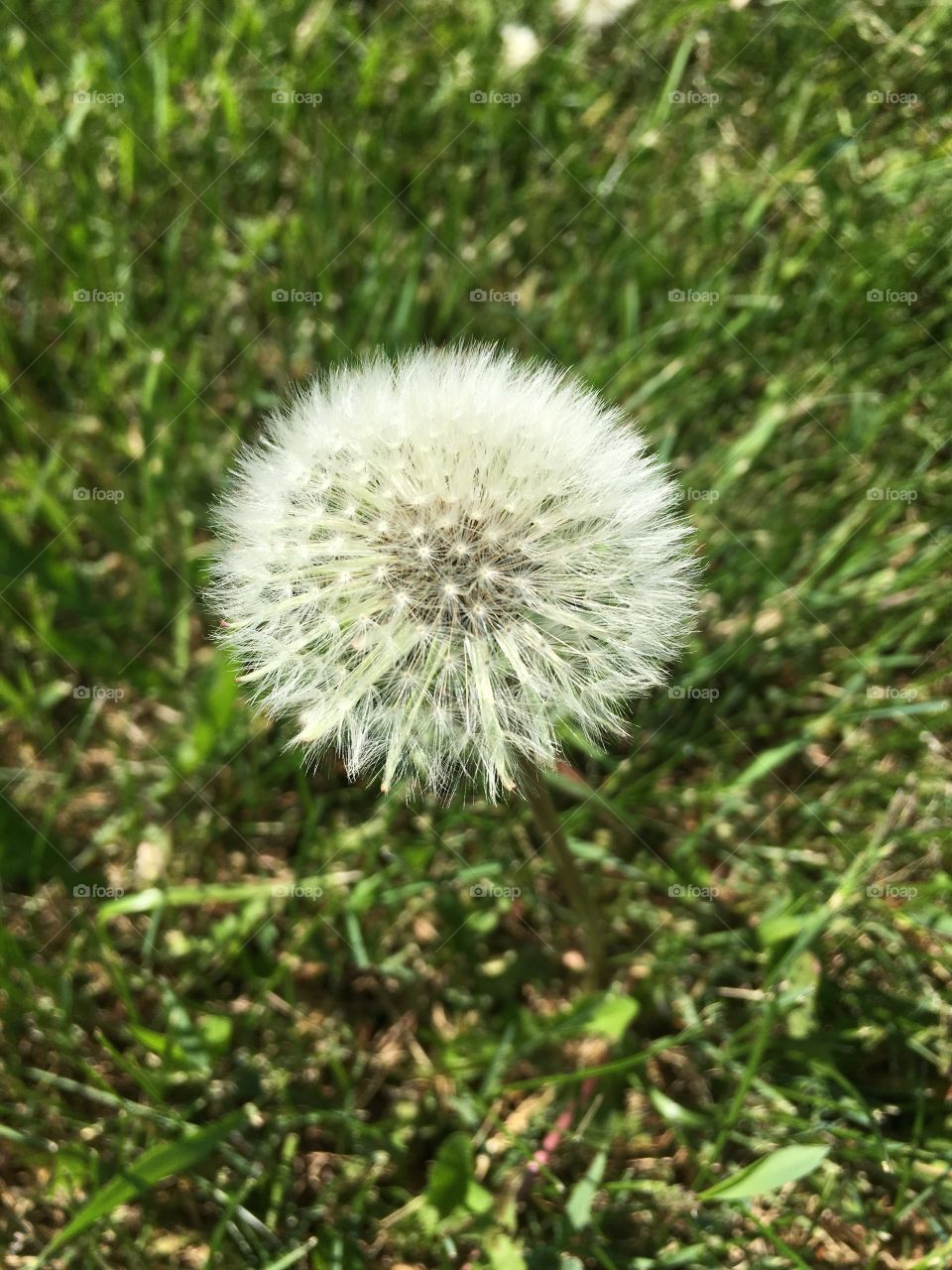 Dandelion gone to seed 