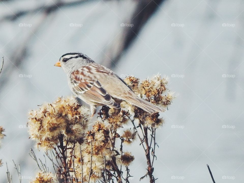 White Crowned Sparrow 