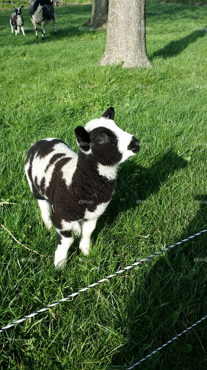 The Friendly Lamb. Ran up to me and said hello 