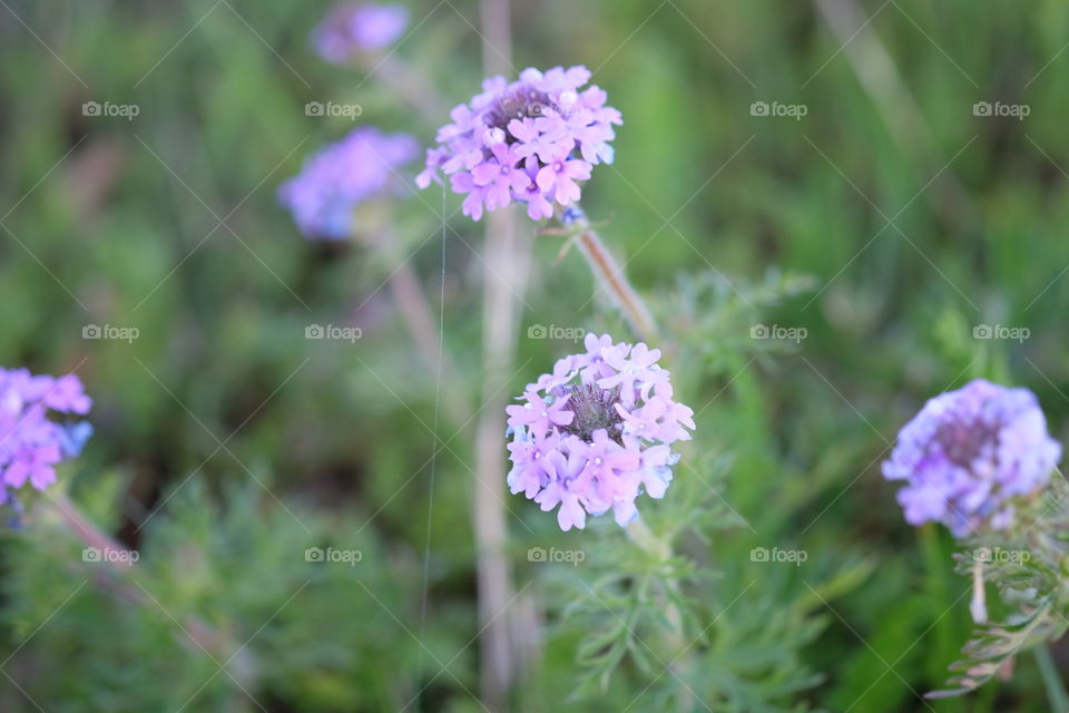 Purple flowers in bloom