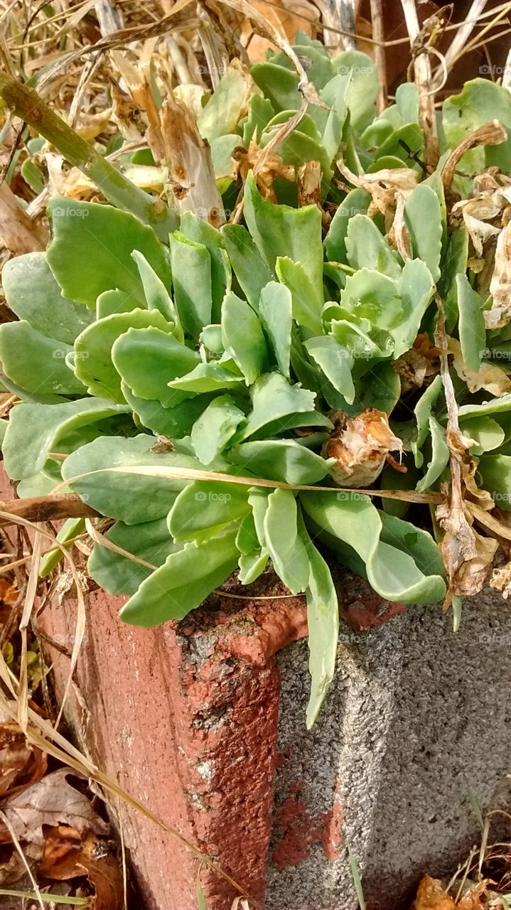 Cecum in a Creative Pot