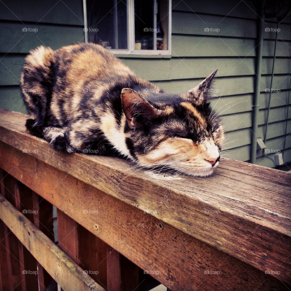 kitty porch Lazin