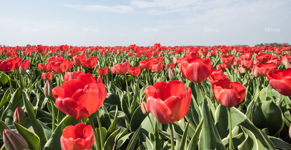 Red tulip and clear blue sky
