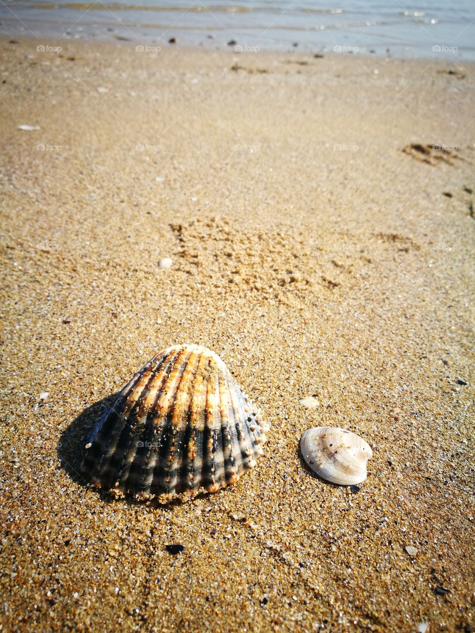 sea shell