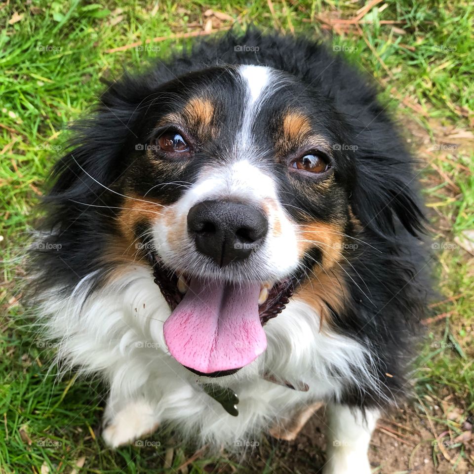 Small collie or Australian Sheppard dog with a Happy face tongue out