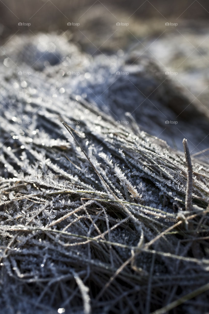 Nature, Desktop, Closeup, Texture, No Person