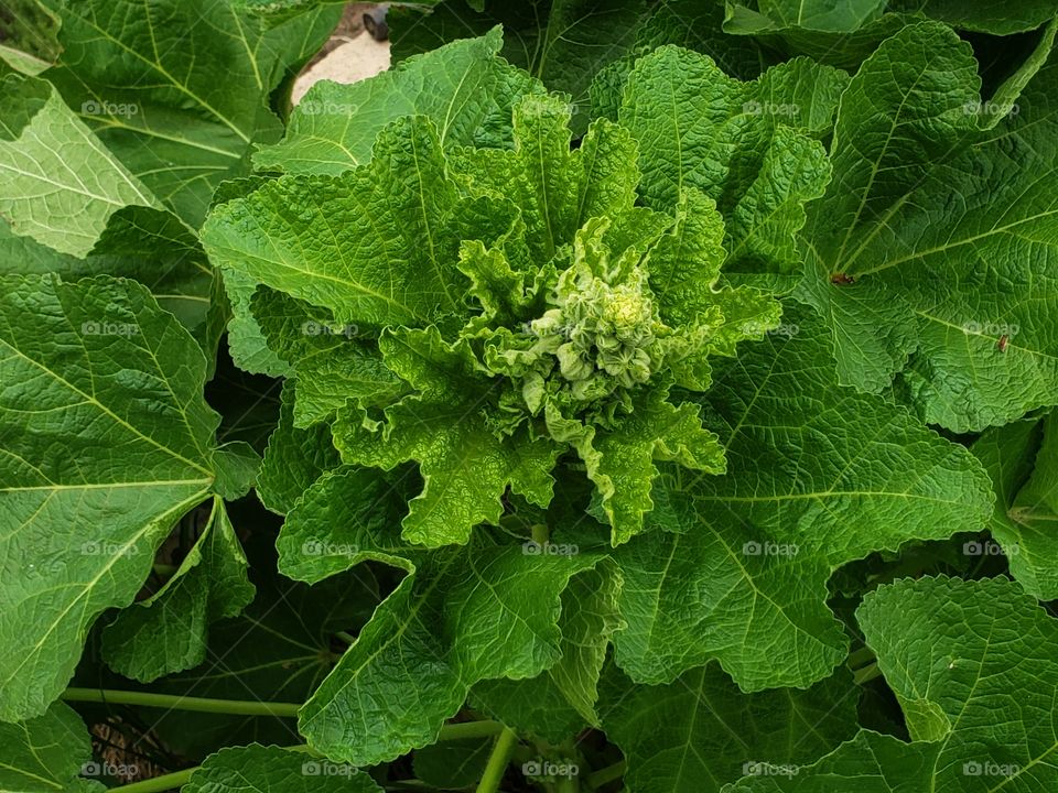 hollyhock buds