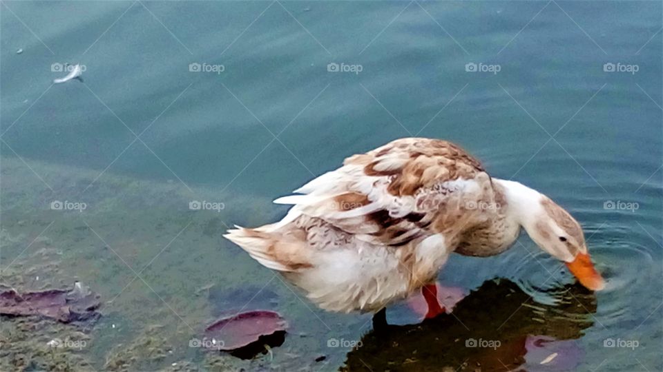 a beautiful duck