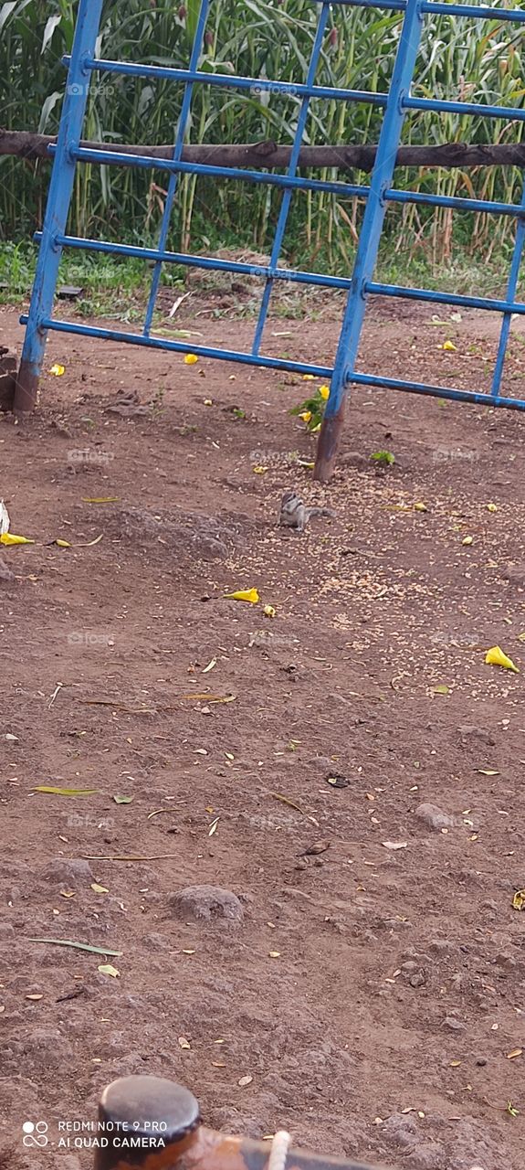 Squirrel is very beautiful