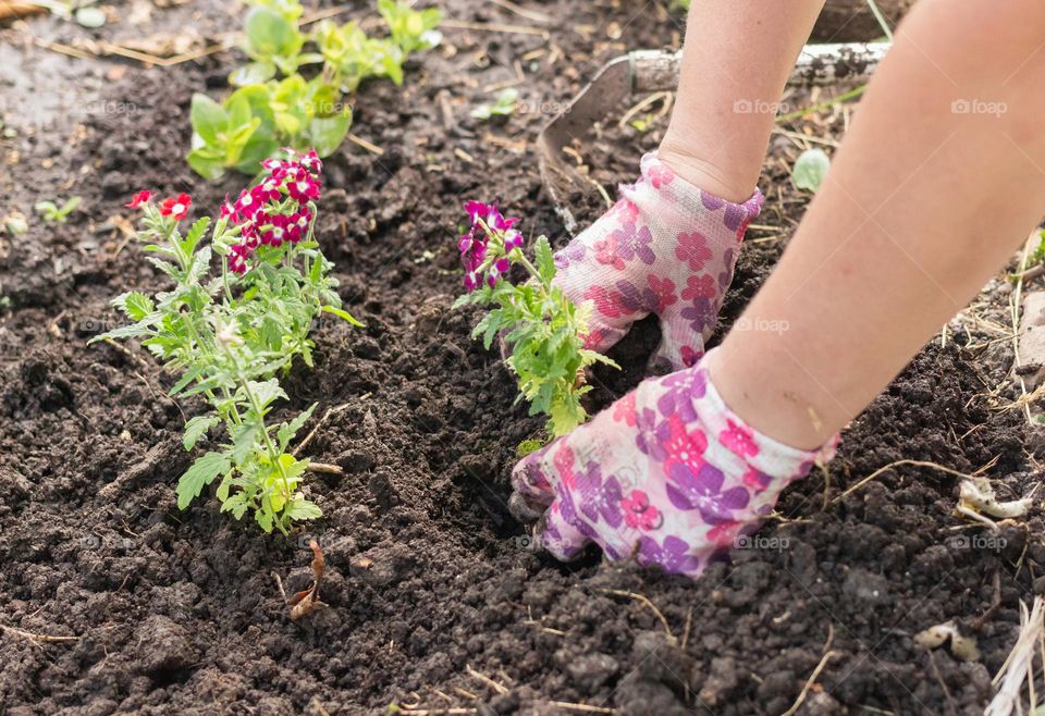 Female hands in gloves plant flowers in the ground