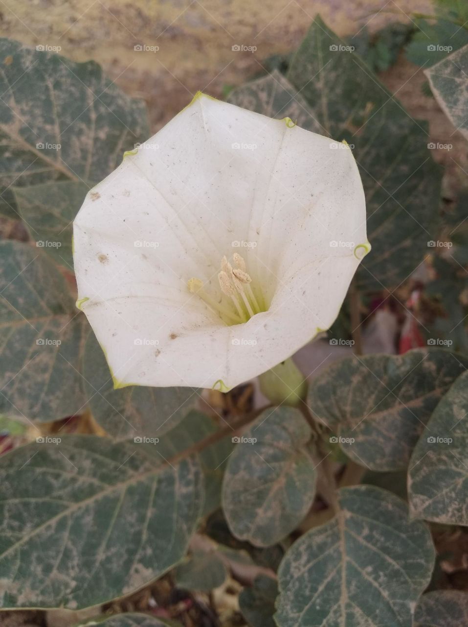the Datura Flower white in colour looks very beautiful generally found everywhere fresh seasonal very poisonous species